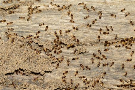 Termite