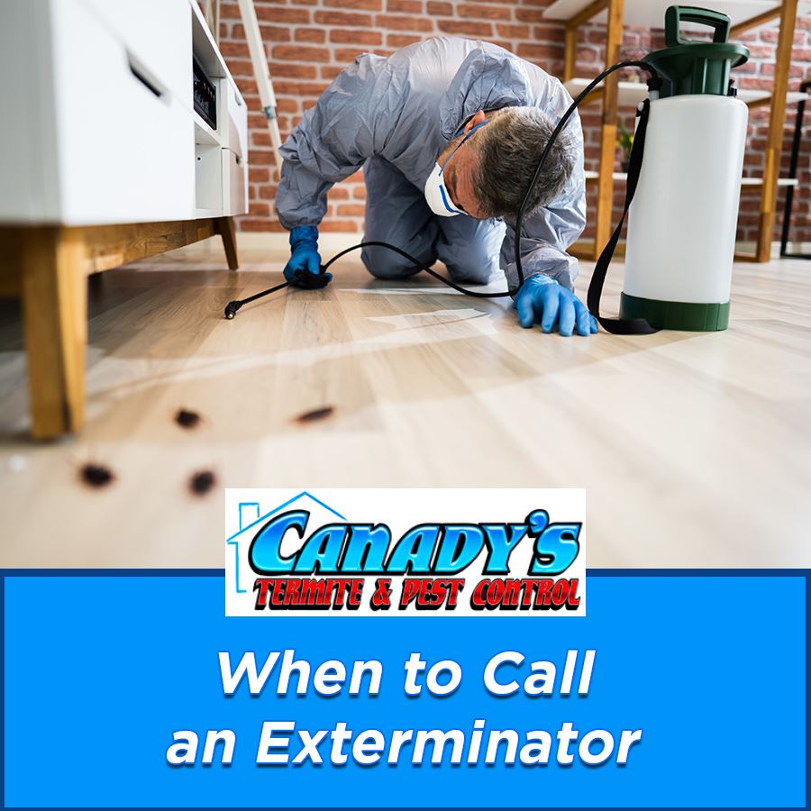 When to Call an Exterminator