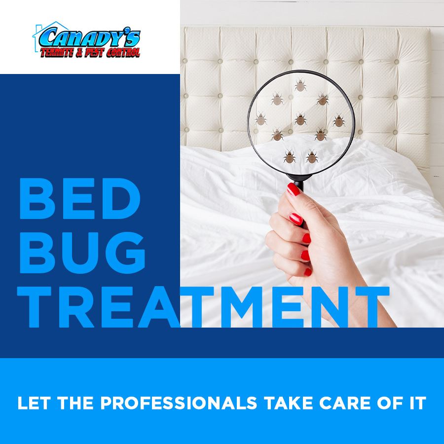 Bed Bug Treatment: Let the Professionals Take Care of It