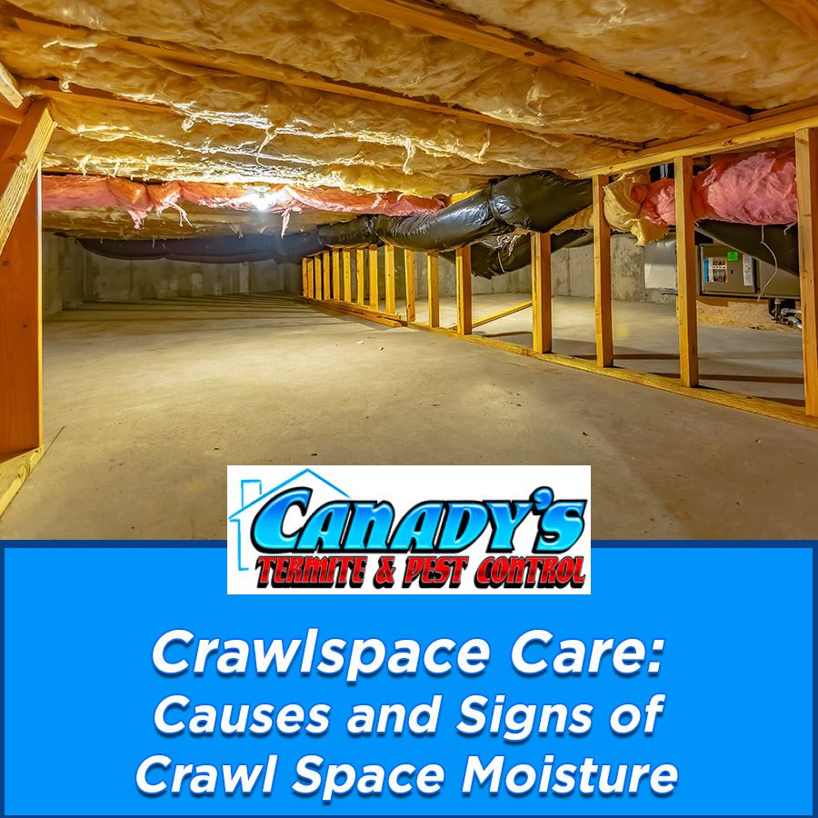 Crawlspace Care: Causes and Signs of Crawl Space Moisture
