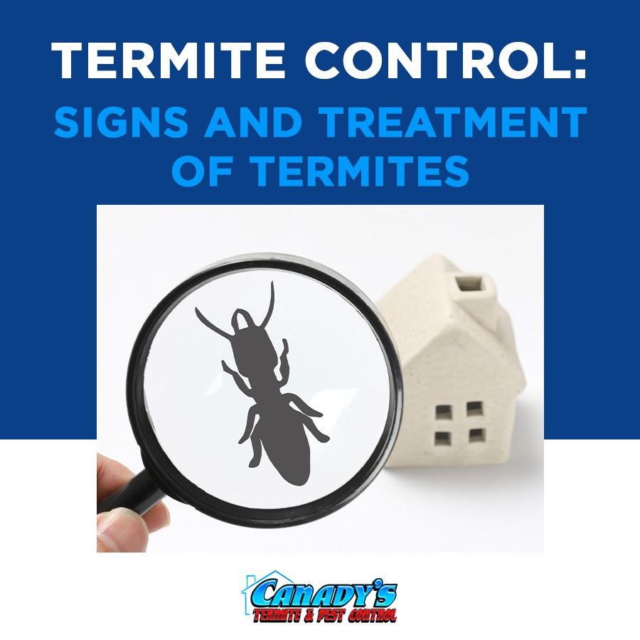 Termite Control: Signs and Treatment of Termites