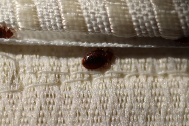 The Best Bed Bug Treatment Methods To Keep You Safe | Canady’s Termite ...