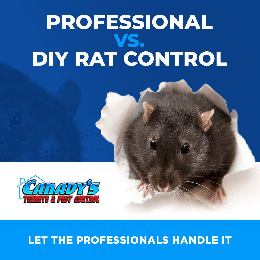 Professional vs. DIY Rat Control