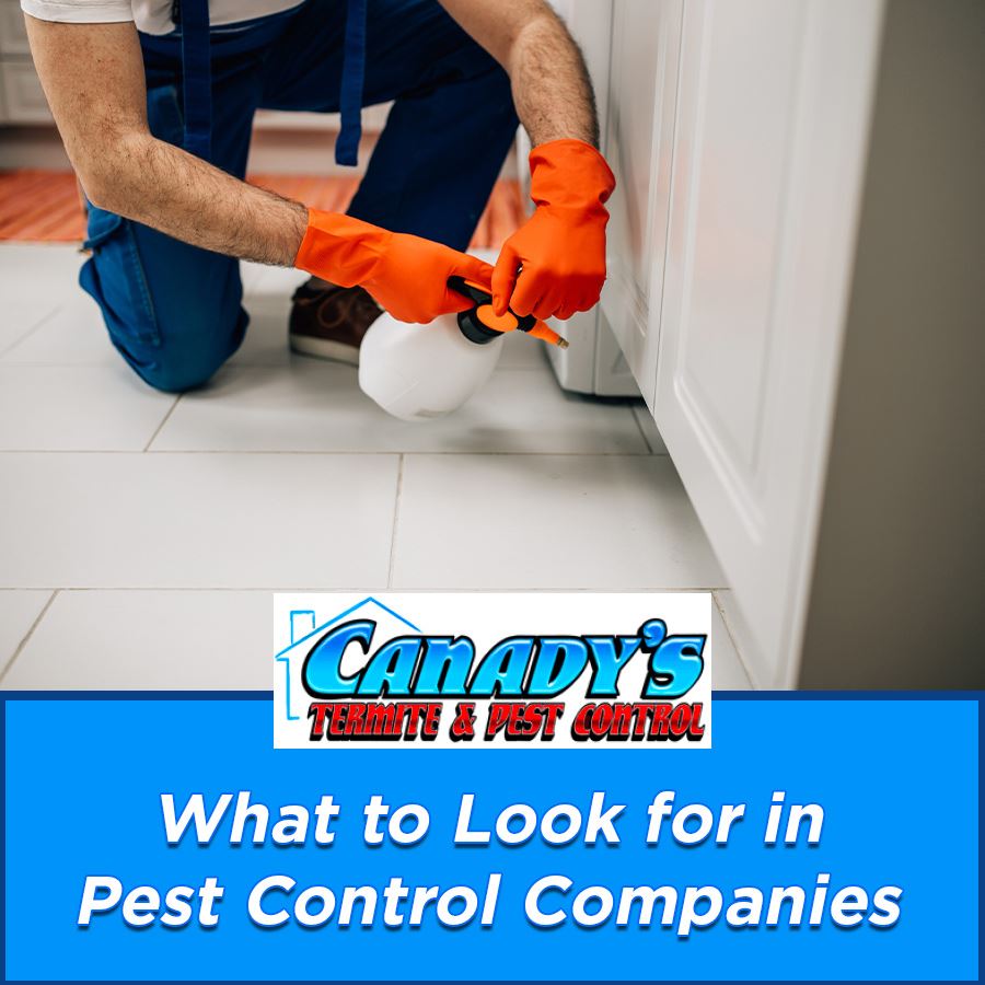 What to Look for in Pest Control Companies